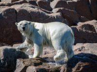 TEKDIVEUSA.2020 – Preserving the Places We Love