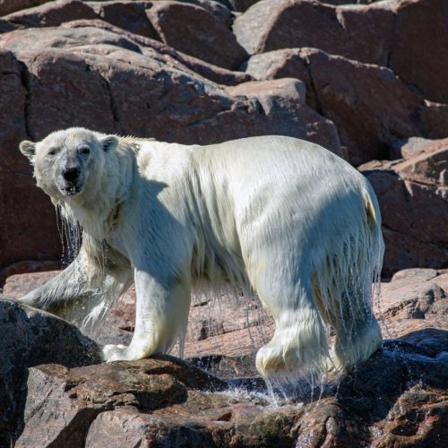 TEKDIVEUSA.2020 – Preserving the Places We Love