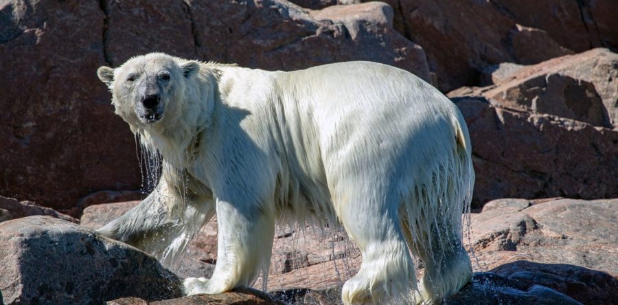 TEKDIVEUSA.2020 – Preserving the Places We Love